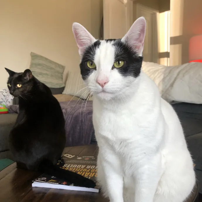 Insured Kitty Momma