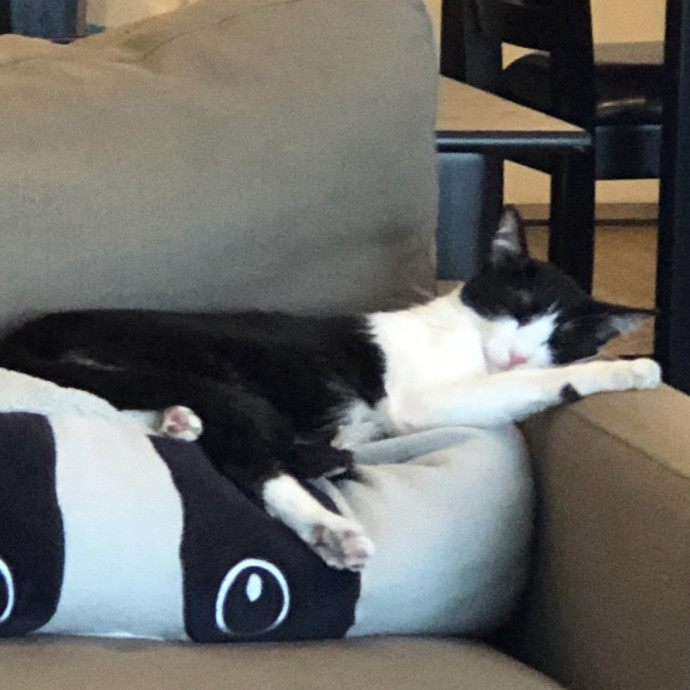 Trusted Cat Mom
