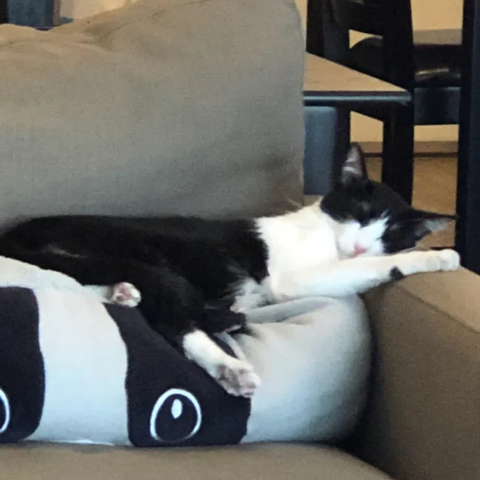 Insured Kitty Momma