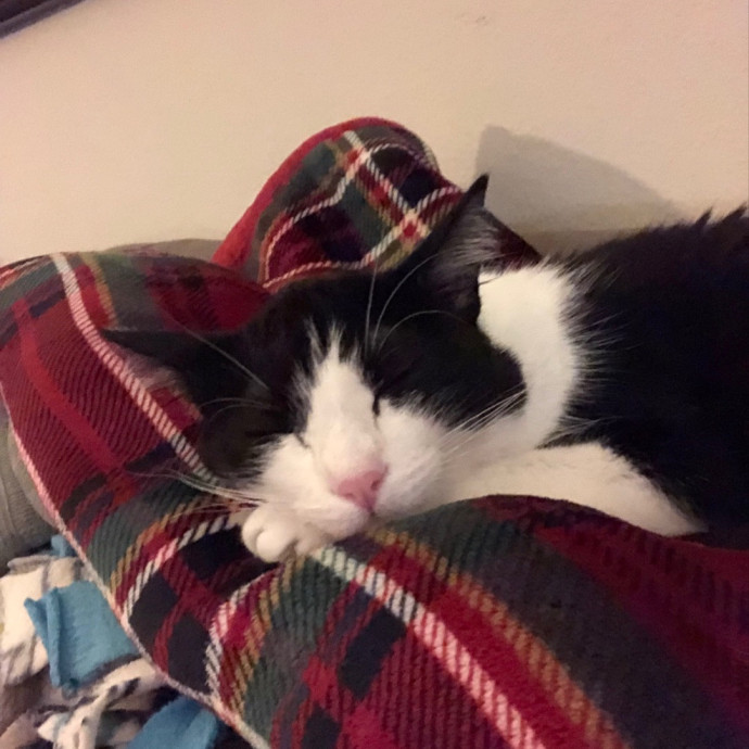 Trusted Cat Mom
