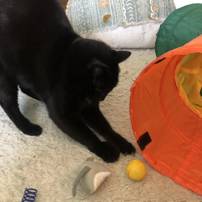 Insured Kitty Momma