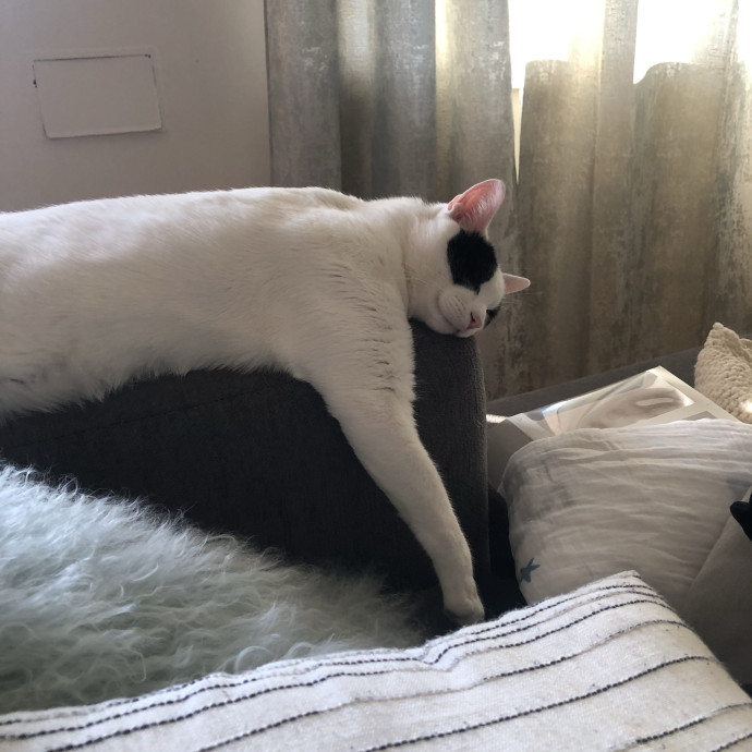 Trusted Cat Mom