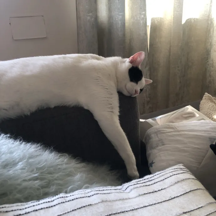 Insured Kitty Momma