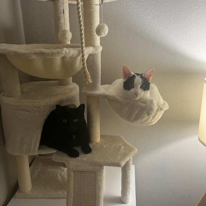 Trusted Cat Mom
