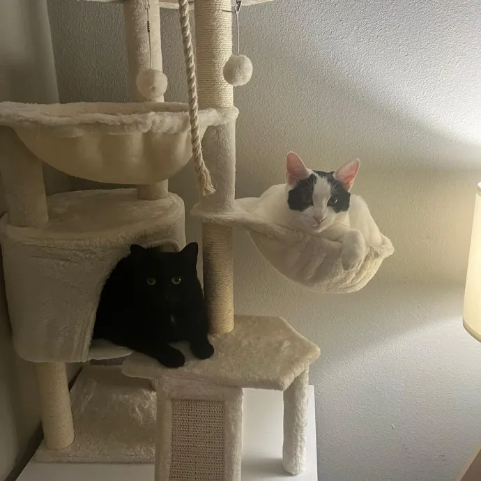 Insured Kitty Momma
