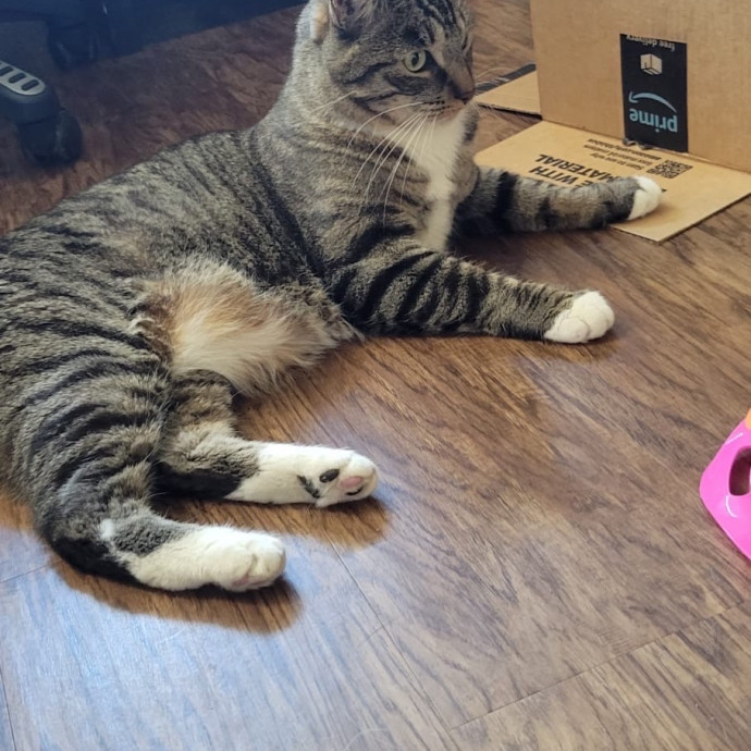 Trusted Cat Mom