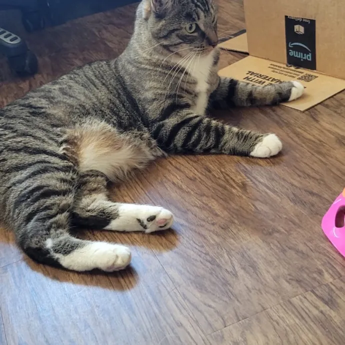 Insured Kitty Momma