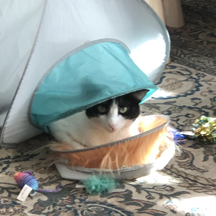 Trusted Cat Mom