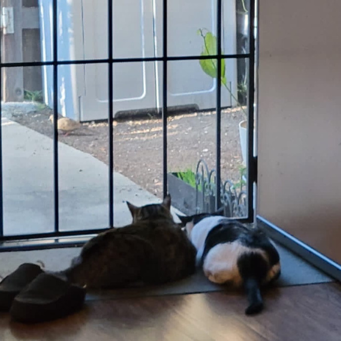 Trusted Cat Mom
