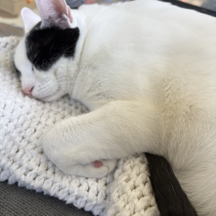 Trusted Cat Mom