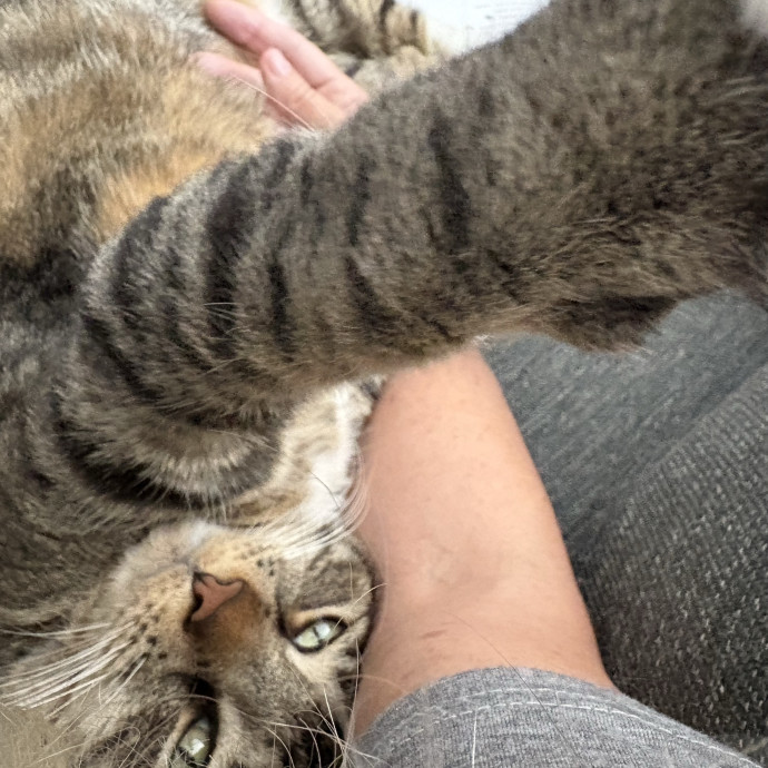 Trusted Cat Mom