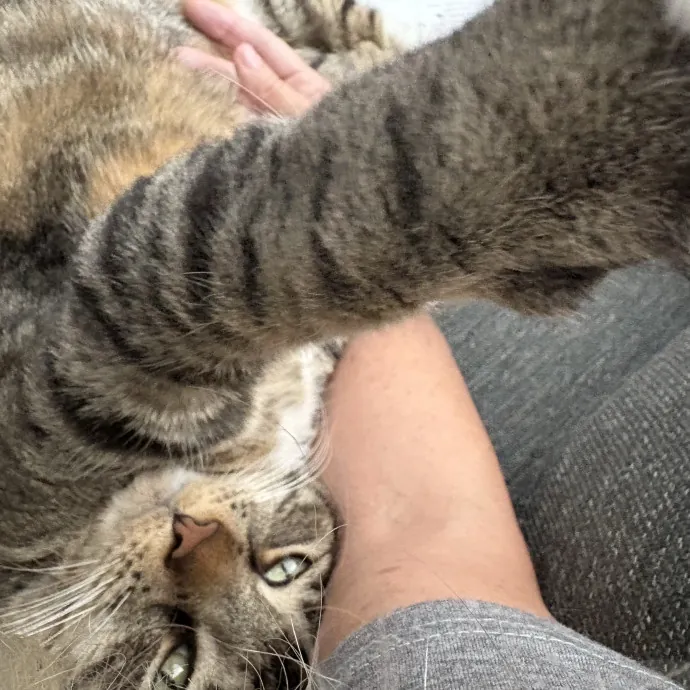 Insured Kitty Momma