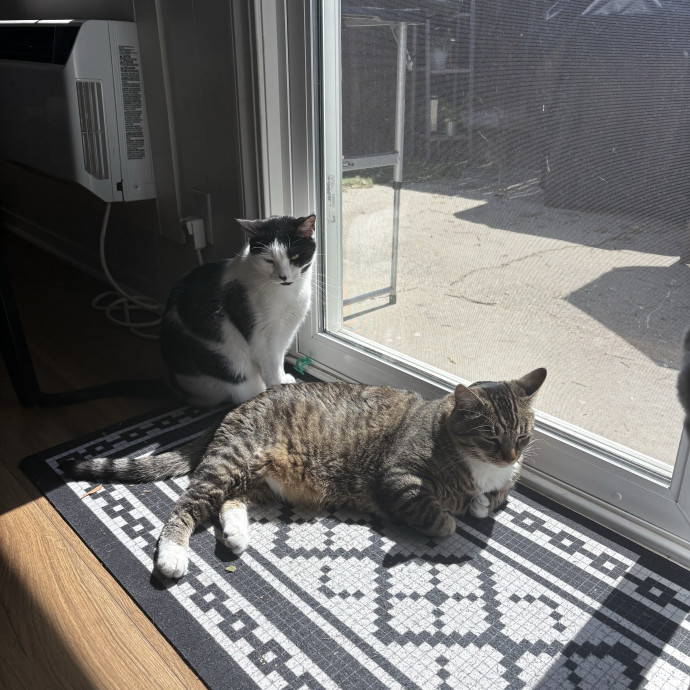 Trusted Cat Mom