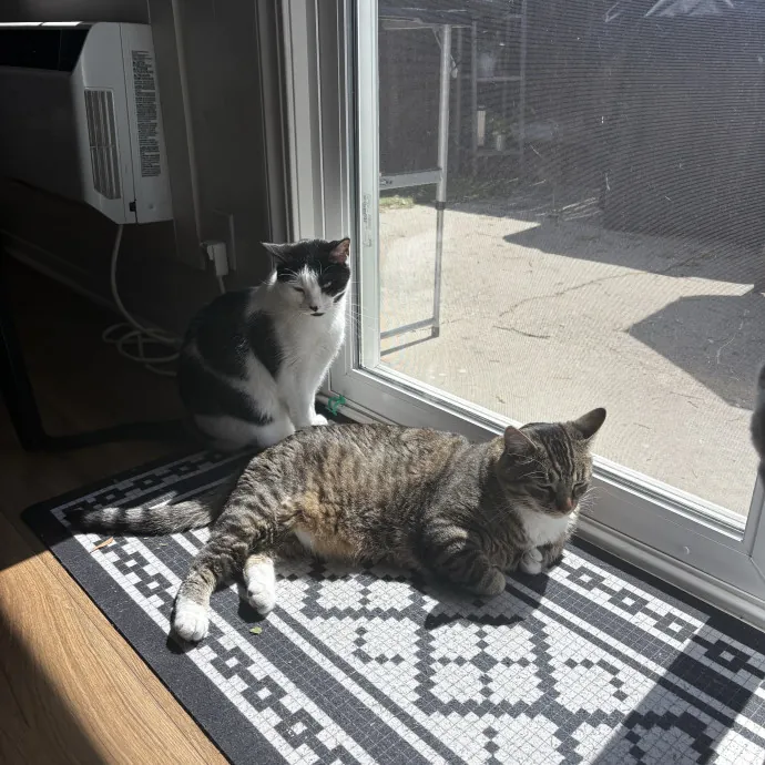 Insured Kitty Momma