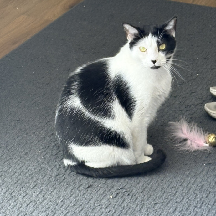 Trusted Cat Mom