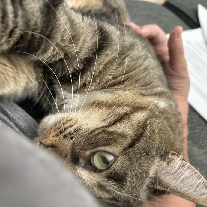 Trusted Cat Mom