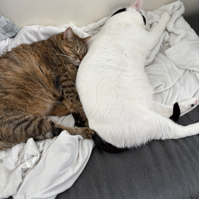 Trusted Cat Mom