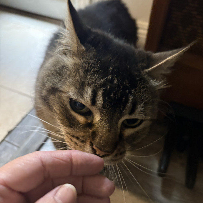 Trusted Cat Mom photo 3