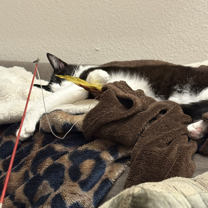 Trusted Cat Mom photo 2