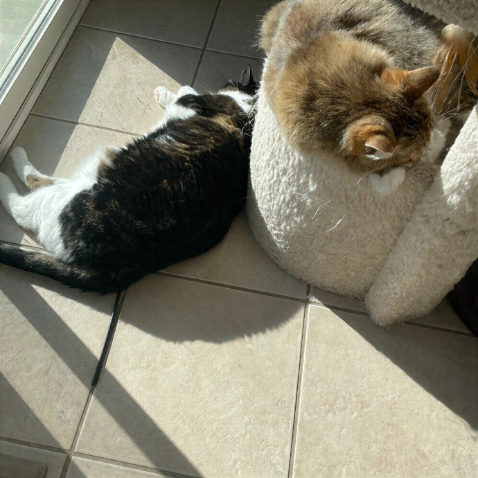 Puuurrrrfect Sitter