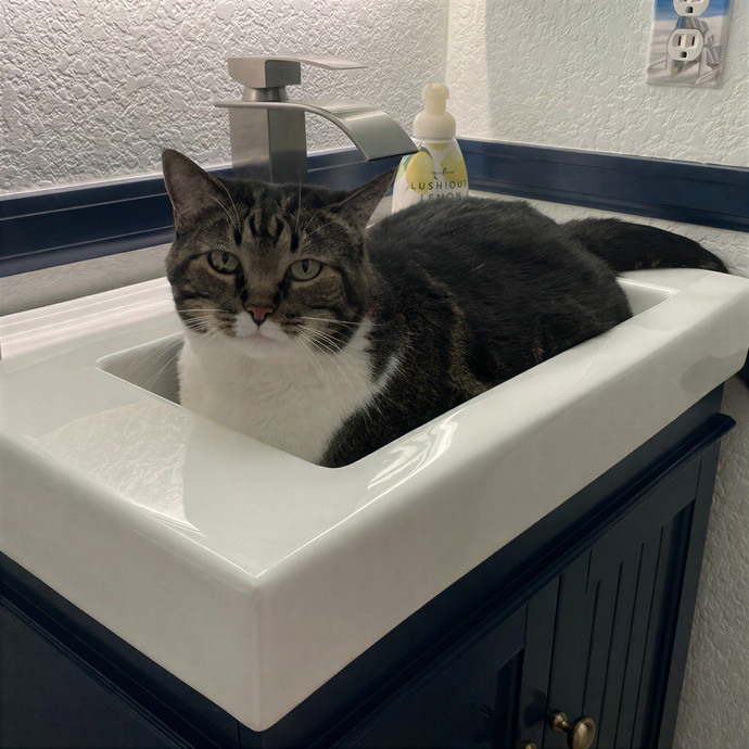Puuurrrrfect Sitter