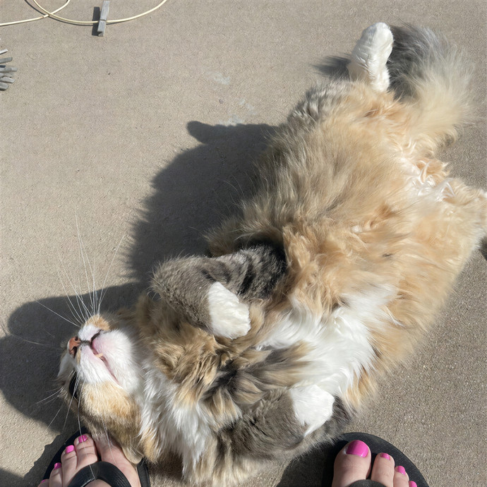 Puuurrrrfect Sitter
