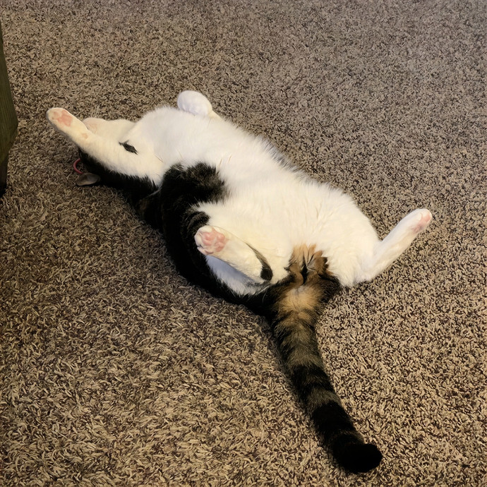 Puuurrrrfect Sitter
