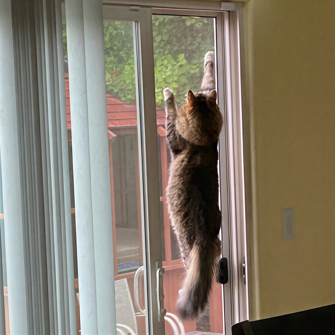 Puuurrrrfect Sitter
