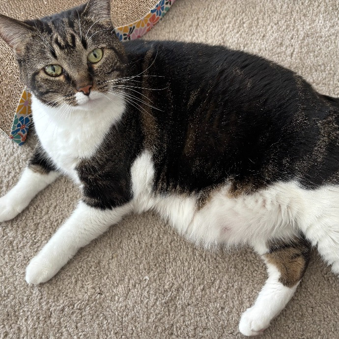 Puuurrrrfect Sitter