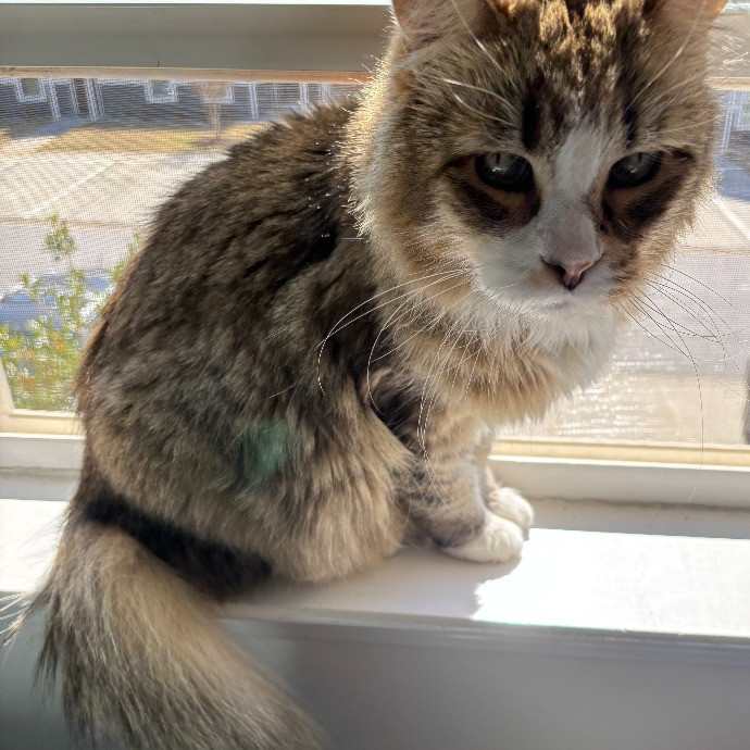 Puuurrrrfect Sitter
