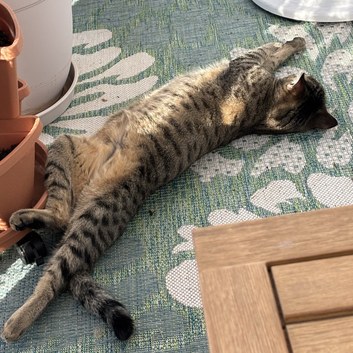 Puuurrrrfect Sitter photo 2