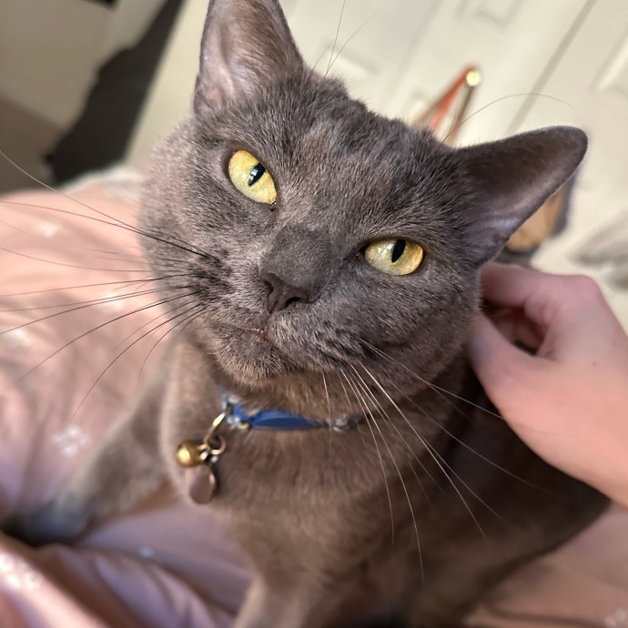 Purrfessional Catsitting In Nova-Dc photo 2