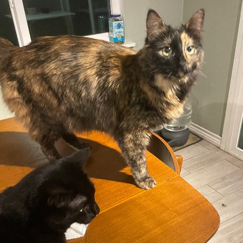 Seattle's New Crazy Cat Lady From Dfw Tx