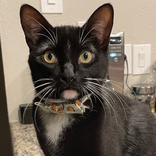 Seattle's New Crazy Cat Lady From Dfw Tx