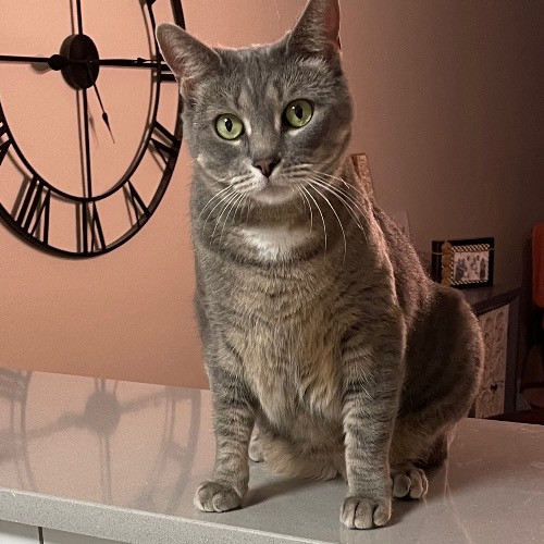 Seattle's New Crazy Cat Lady From Dfw Tx