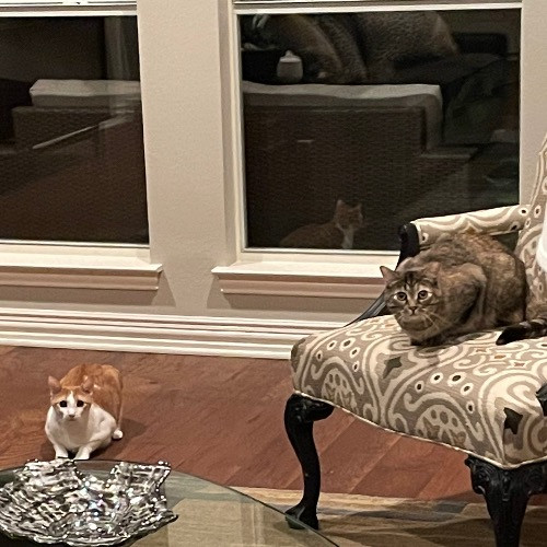 Seattle's New Crazy Cat Lady From Dfw Tx photo 3