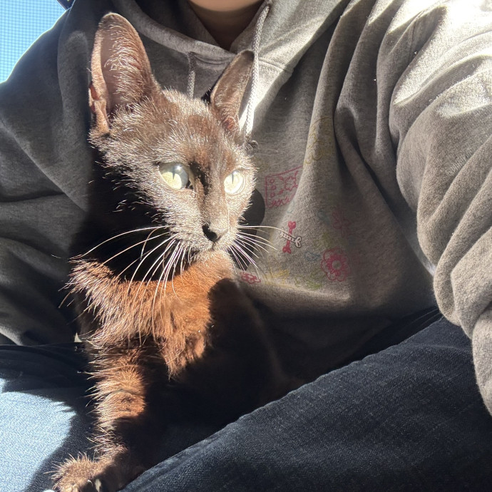 Calm Skilled Cat Care Expert