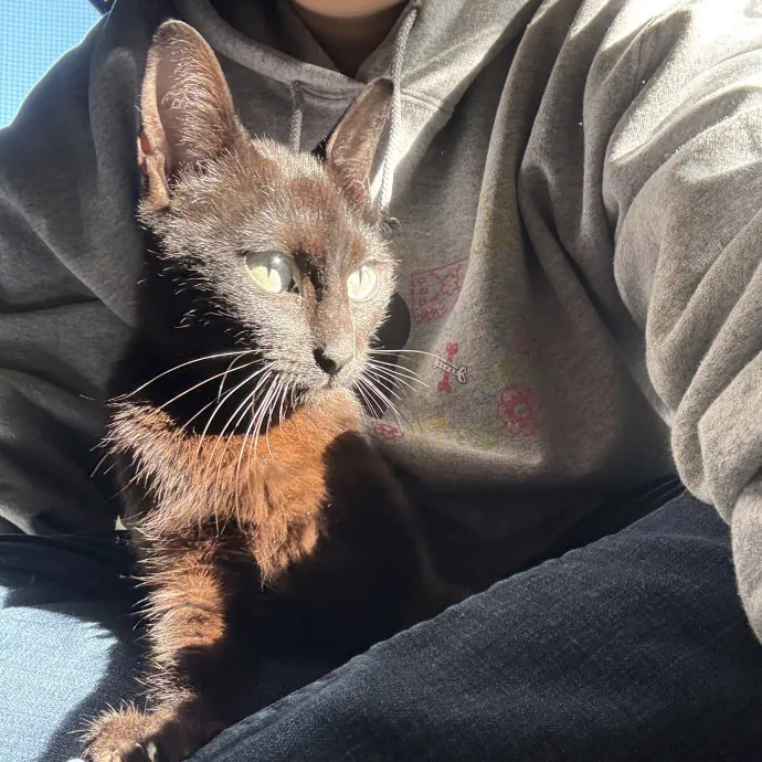 Calm Skilled Cat Care Expert