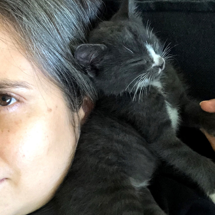 Calm Skilled Cat Care Expert