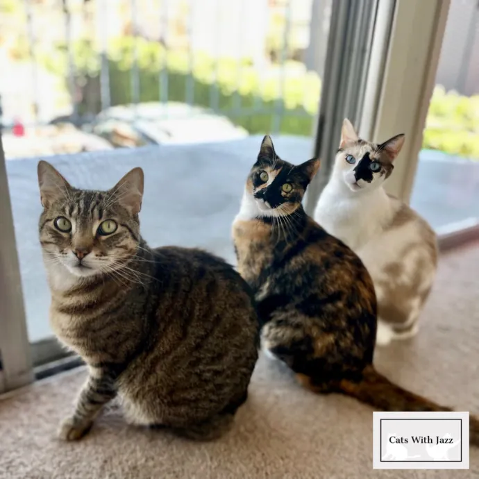 Cats With Jazz - San Francisco Bay Area Cat Sitter