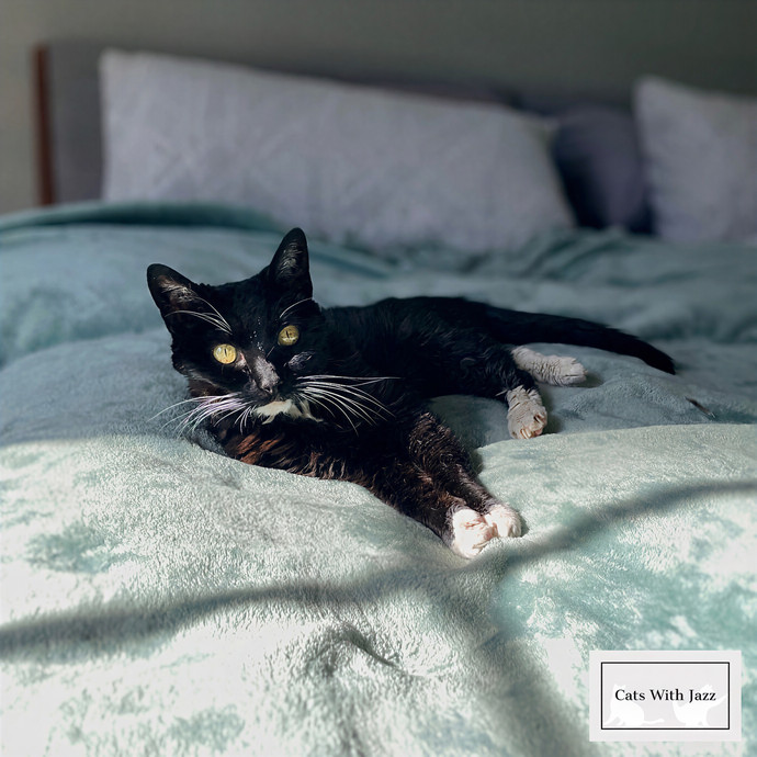 Cats With Jazz Llc - Certified Cat Care