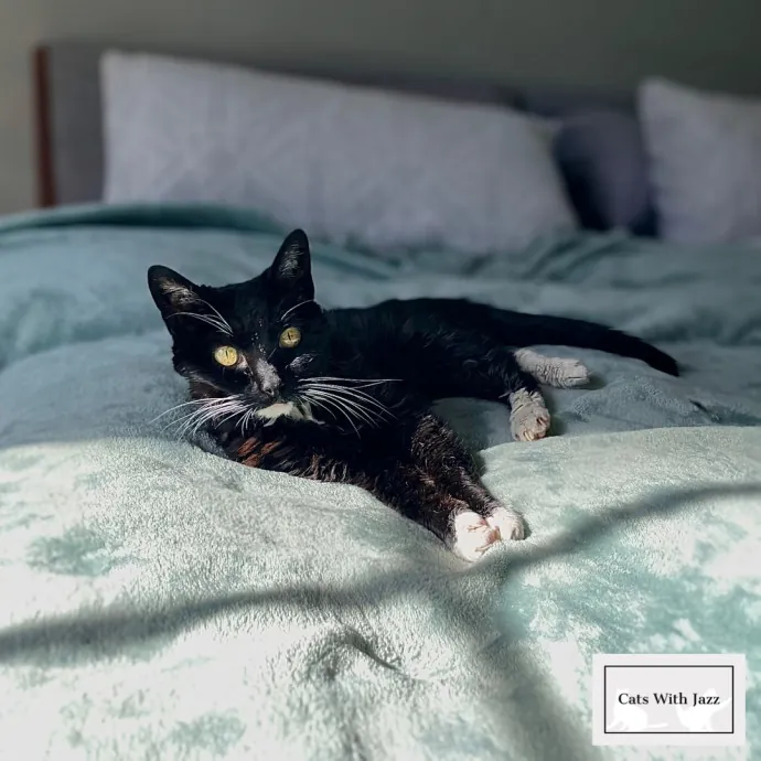 Cats With Jazz - San Francisco Bay Area Cat Sitter