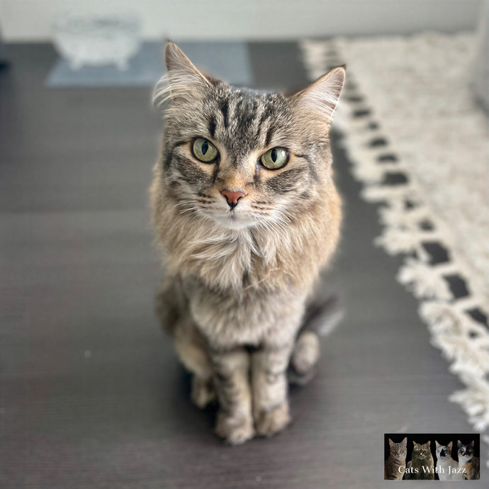 Cats With Jazz Llc - Certified Cat Care