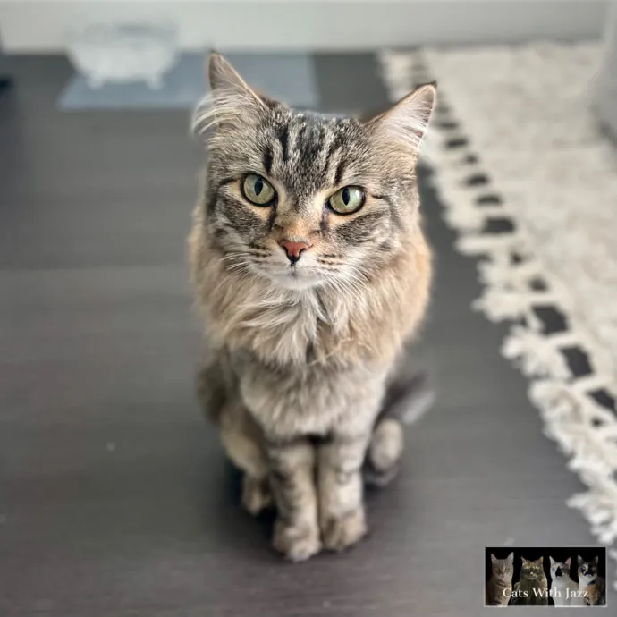 Cats With Jazz - San Francisco Bay Area Cat Sitter