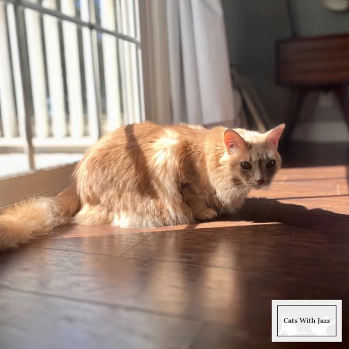 Cats With Jazz - San Francisco Bay Area Cat Sitter
