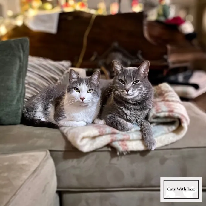 Cats With Jazz - San Francisco Bay Area Cat Sitter