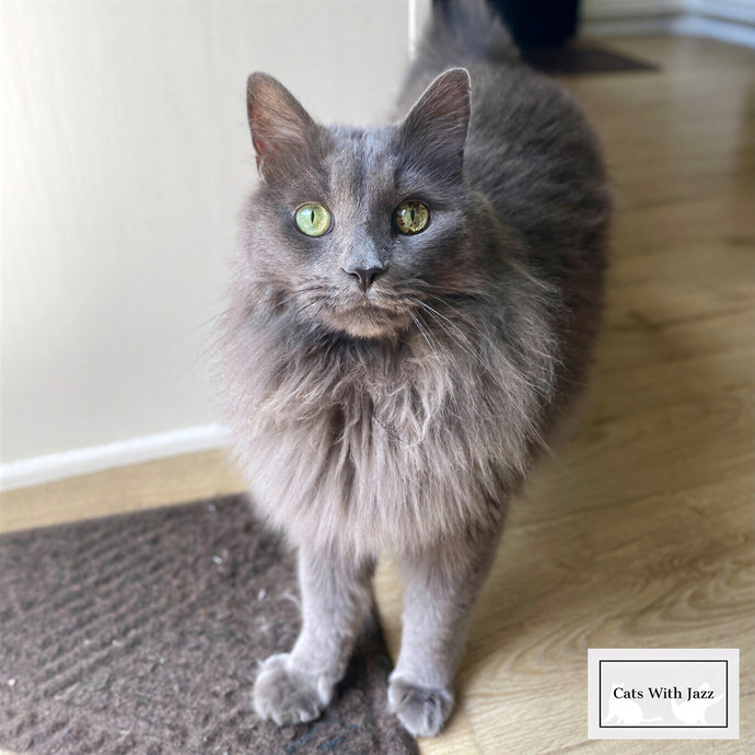 Cats With Jazz Llc - Certified Cat Care