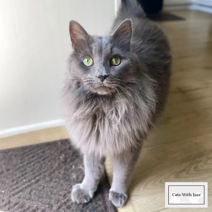 Cats With Jazz - San Francisco Bay Area Cat Sitter