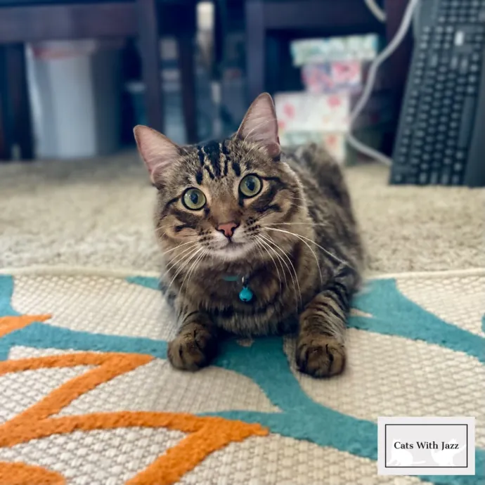 Cats With Jazz - San Francisco Bay Area Cat Sitter
