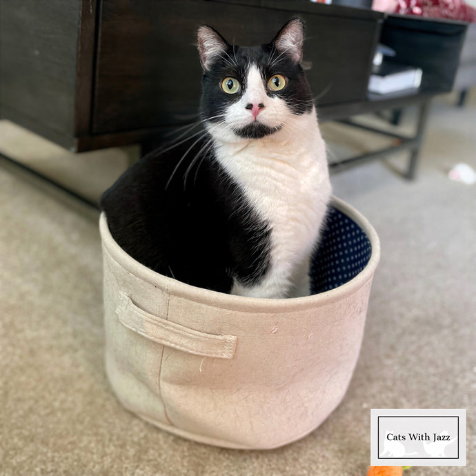 Cats With Jazz Llc - Certified Cat Care